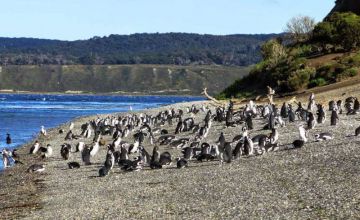 Pinguinera Isla Martillo